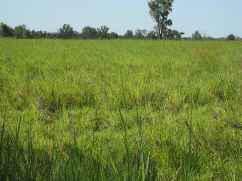 Emerald QLD 4720