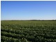 Emerald QLD 4720