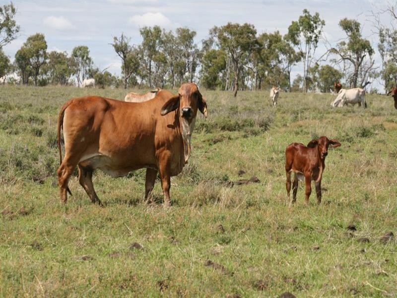 Springsure QLD 4722