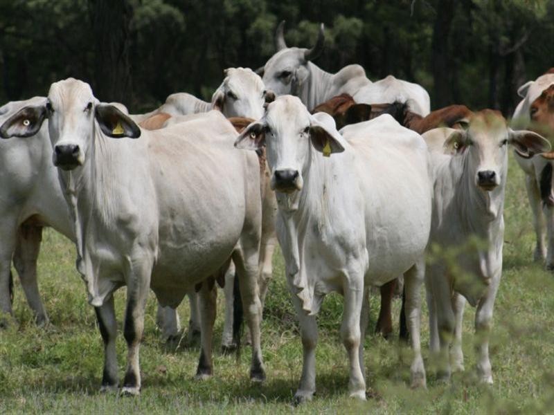 Springsure QLD 4722
