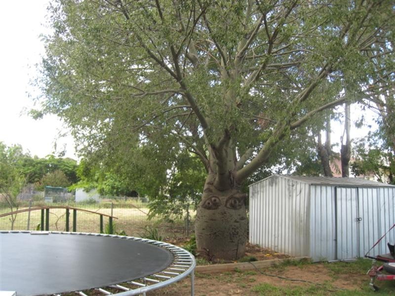 Capella QLD 4723
