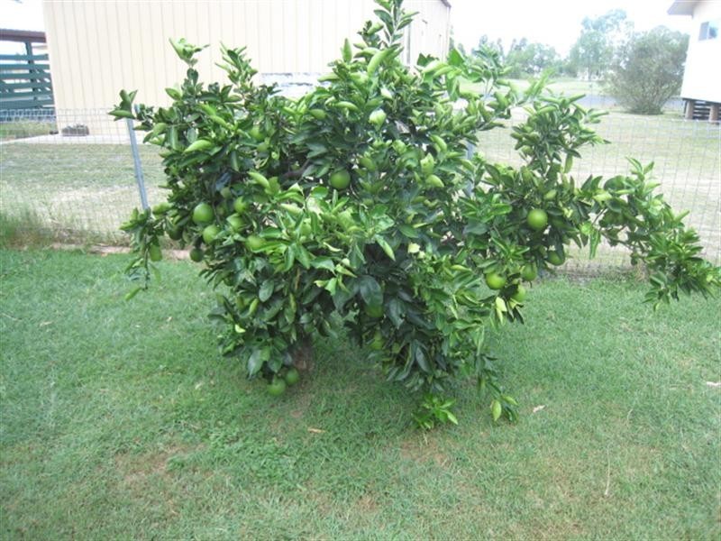 Capella QLD 4723