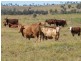 Springsure QLD 4722