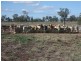 Capella QLD 4723