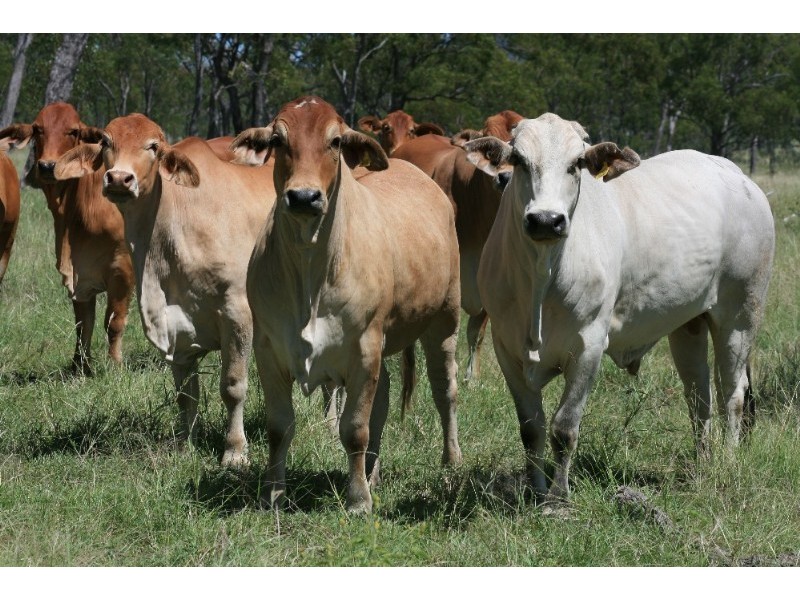 Springsure QLD 4722