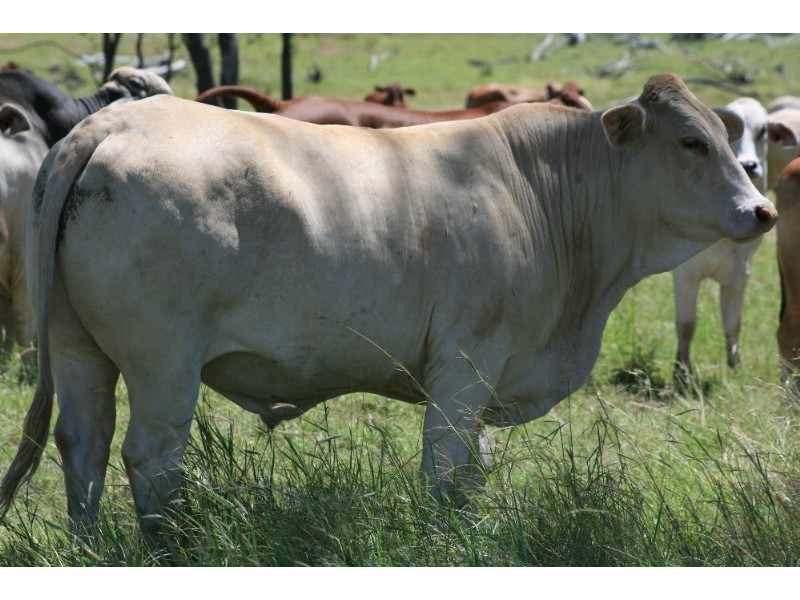 Springsure QLD 4722