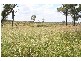 Jericho QLD 4728
