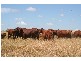 Jericho QLD 4728