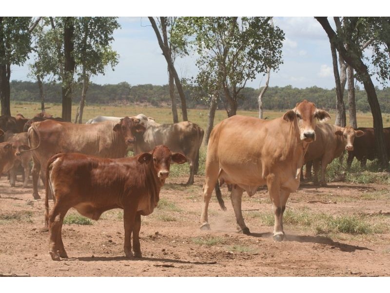 Jericho QLD 4728