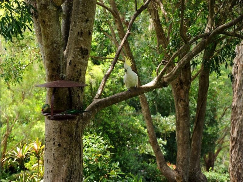 520 Gold Creek Road, Brookfield QLD 4069