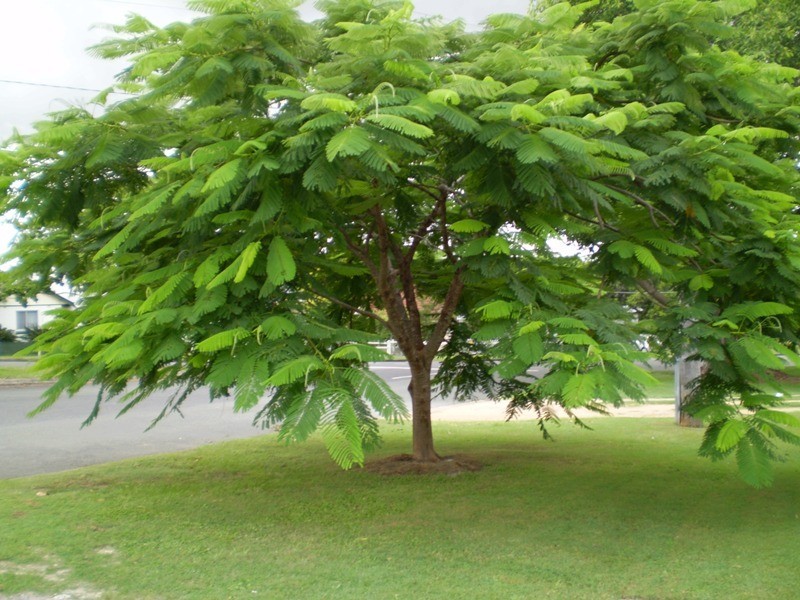 91 Hows Road, Nundah QLD 4012