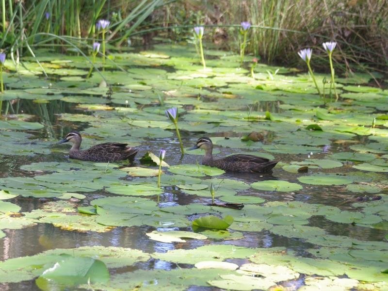 173 Lochinvar Road, Upper Kedron QLD 4055