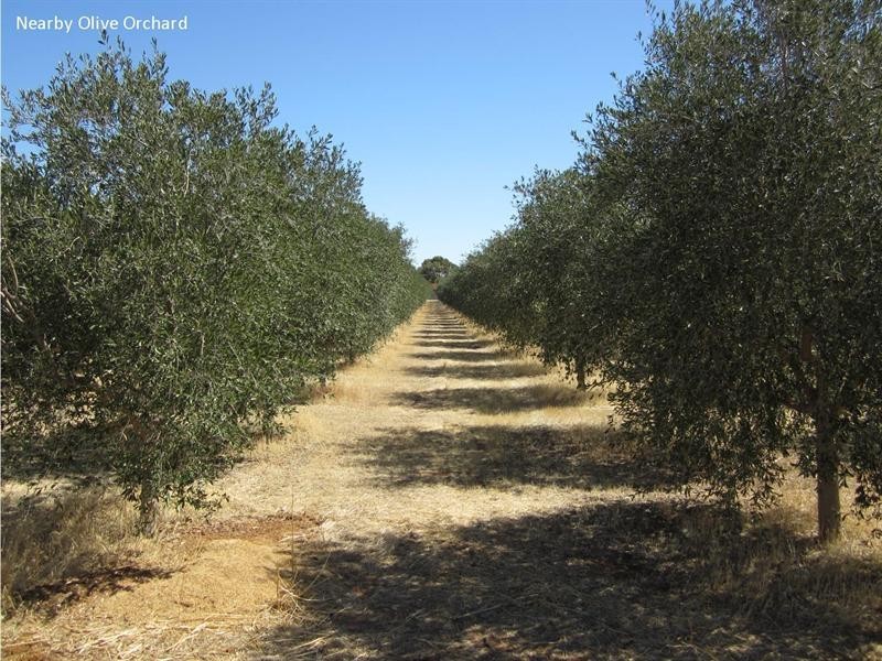 20 kalyvas Drive, Munno Para West SA 5115