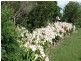 5024 Clarence Way, Fine Flower NSW 2460