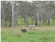 5024 Clarence Way, Fine Flower NSW 2460