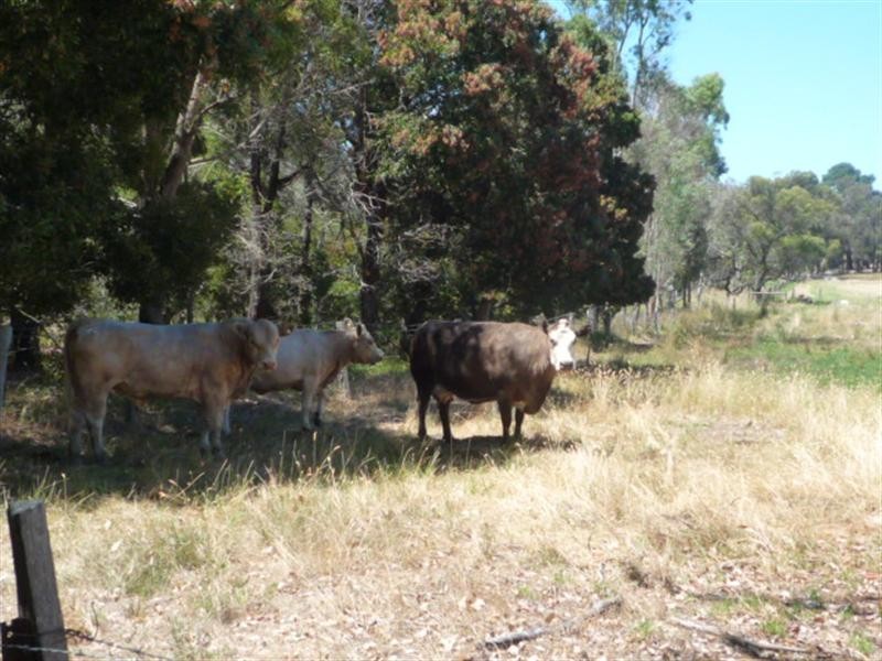 Mount Barker WA 6324