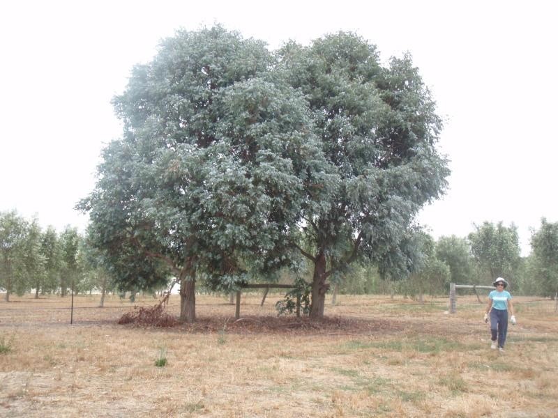 Mount Barker WA 6324