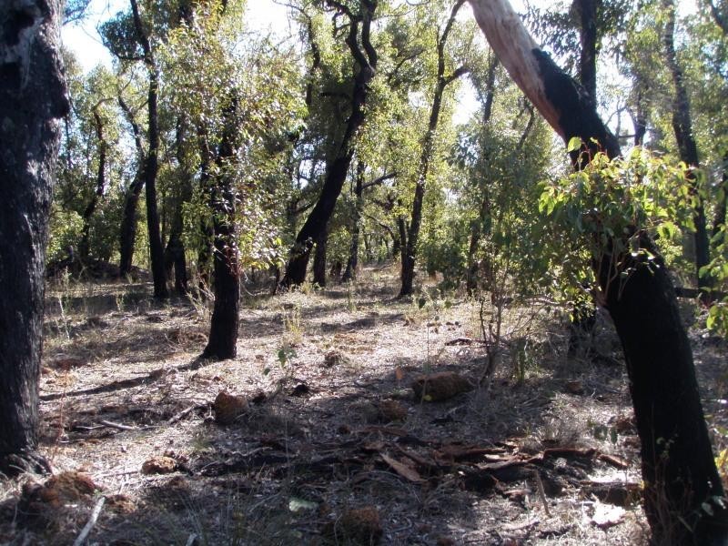 Lot 803 Faulkner Court, Porongurup WA 6324