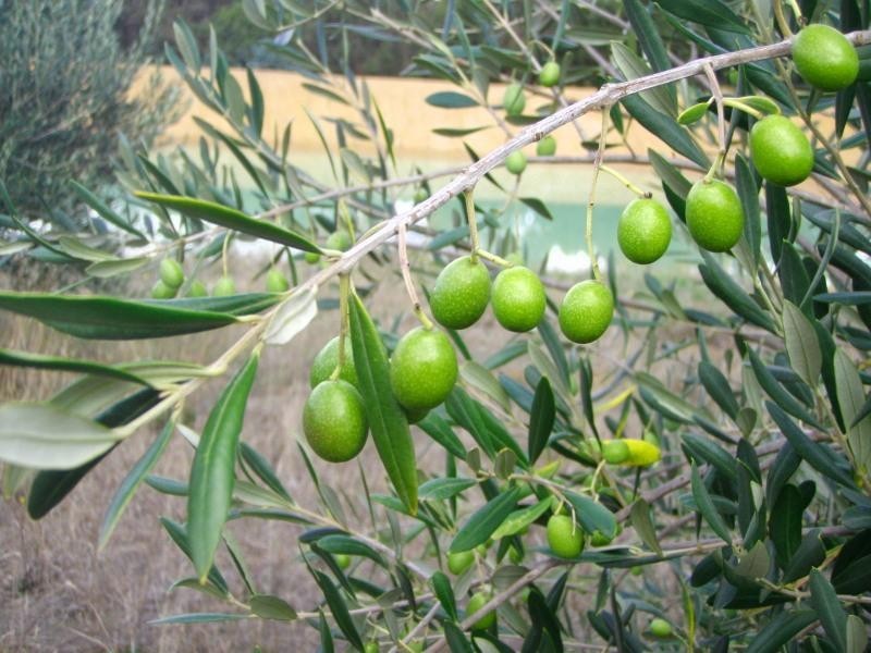 Mount Barker WA 6324