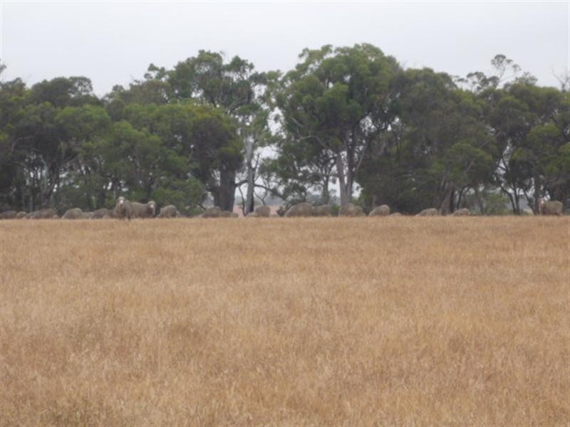 Lot 303 DePledge Road, Kendenup WA 6323