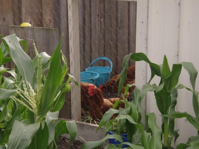 10 Henton Peak Heights, Mount Barker WA 6324