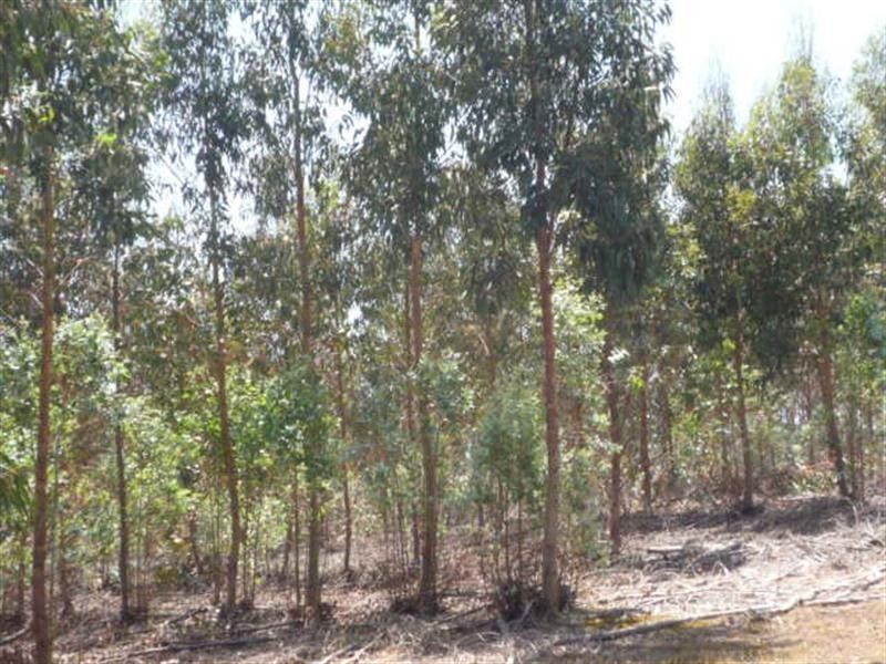 LOT 3 Mt Barker Porongurup Road, Porongurup WA 6324