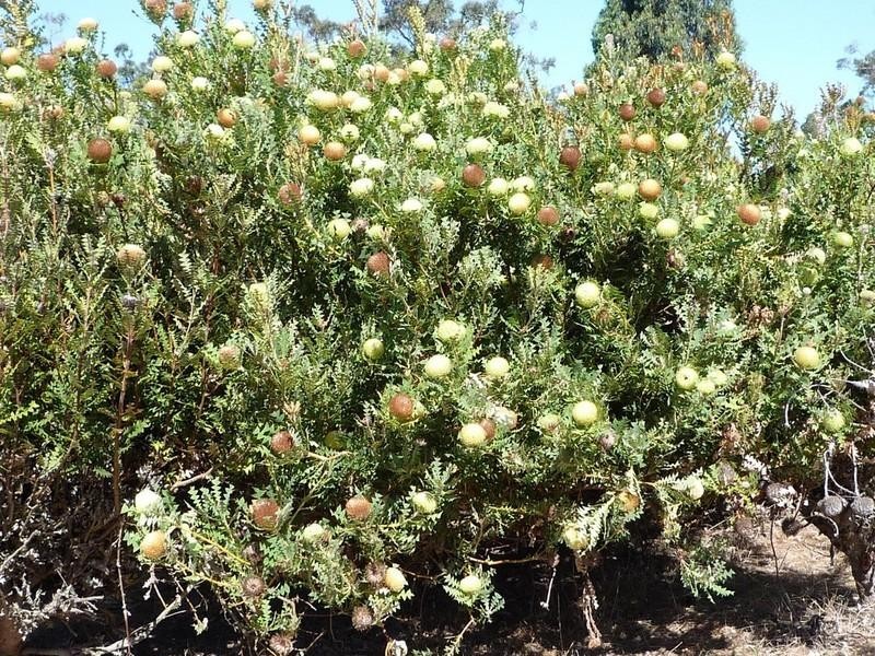 Lot 703 Bloomfield Rise, Mount Barker WA 6324