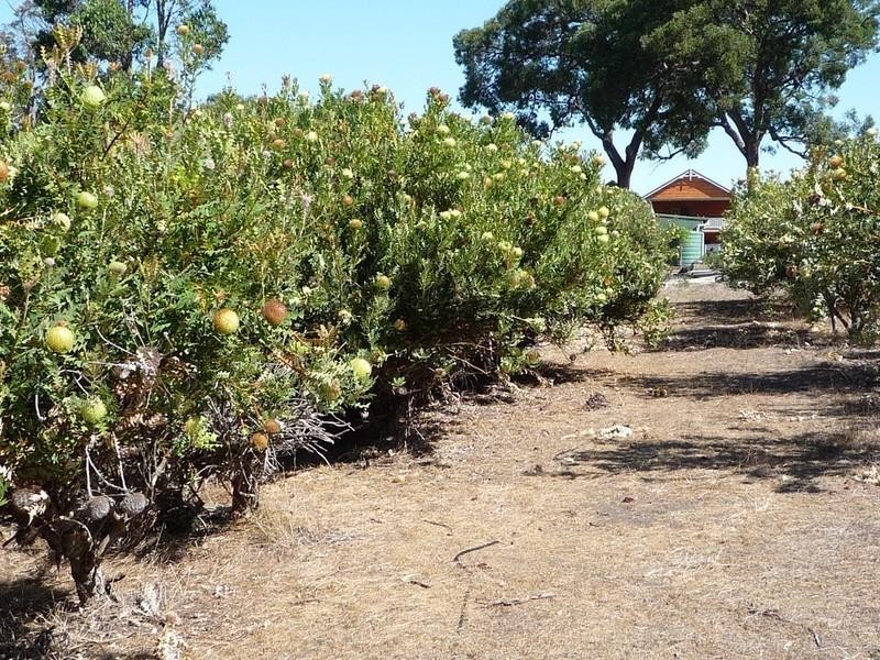 Lot 703 Bloomfield Rise, Mount Barker WA 6324