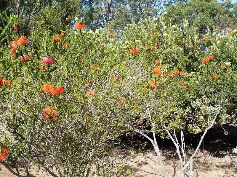 Lot 703 Bloomfield Rise, Mount Barker WA 6324