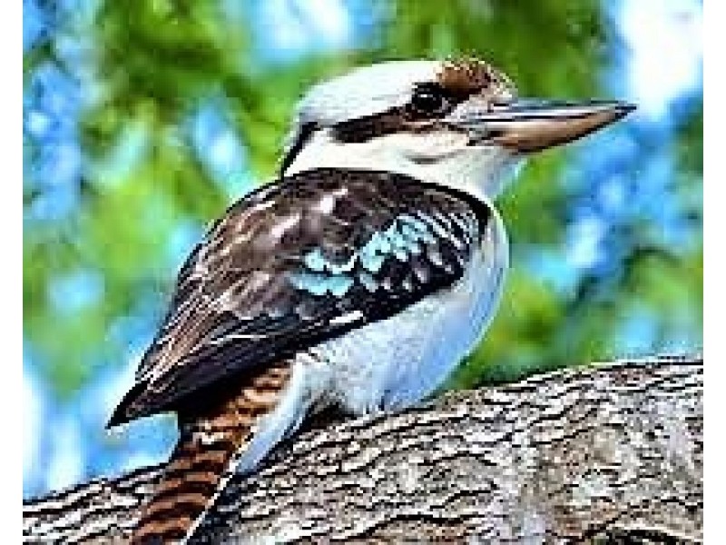 00 Winbi Avenue, Moama NSW 2731