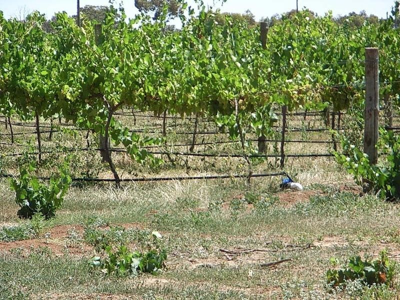 Lot 1, 2200 Perricoota Road, Moama NSW 2731