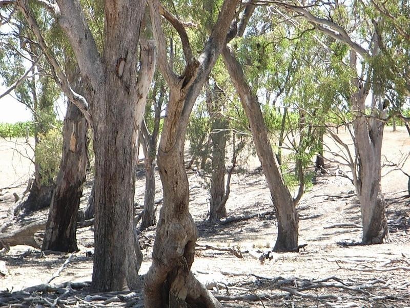 Lot 1, 2200 Perricoota Road, Moama NSW 2731