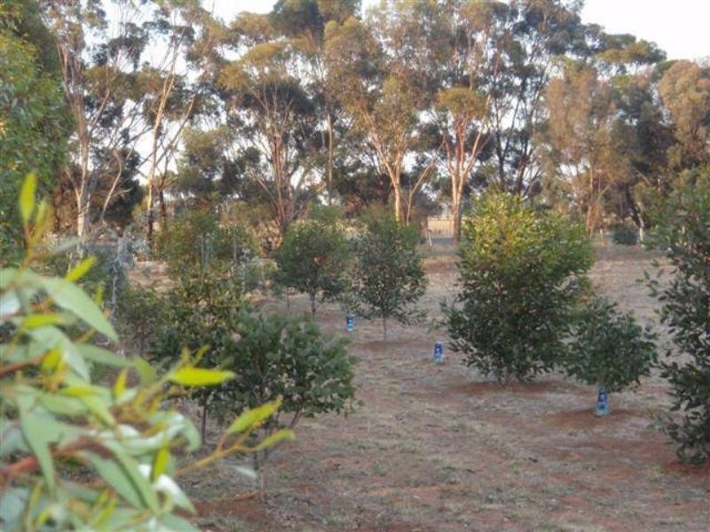 775 Mt Terrick Road, Echuca VIC 3564
