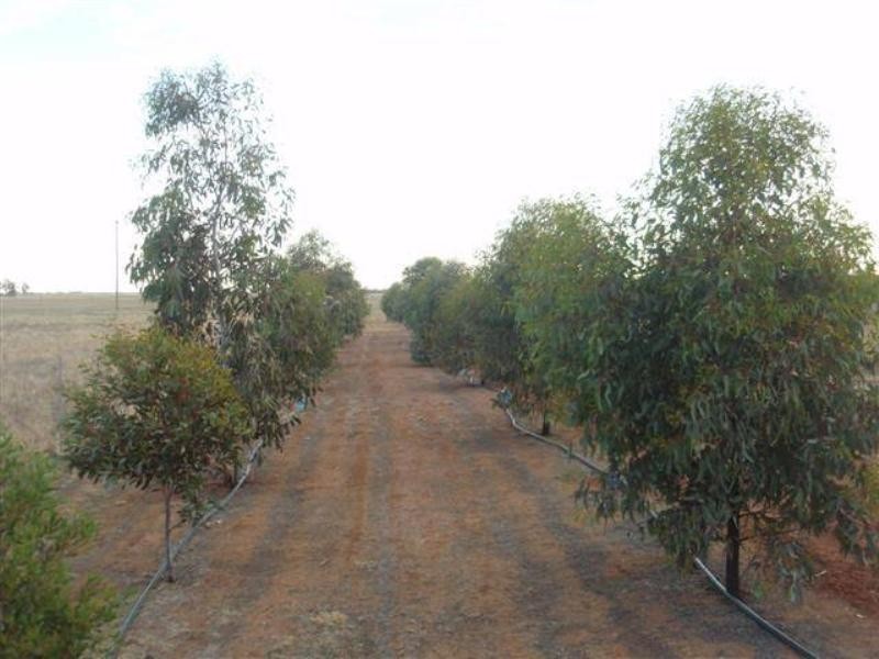 775 Mt Terrick Road, Echuca VIC 3564