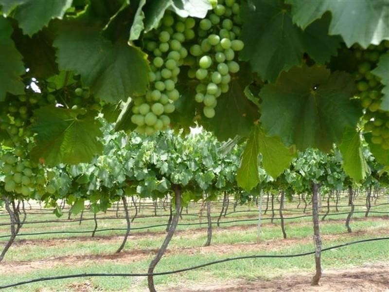 Lot 17 Tatalia Road, Moama NSW 2731