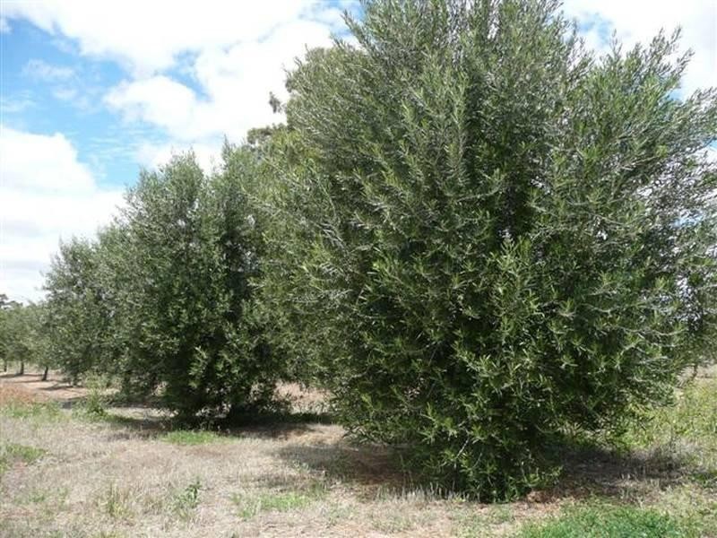 Lot 17 Tatalia Road, Moama NSW 2731