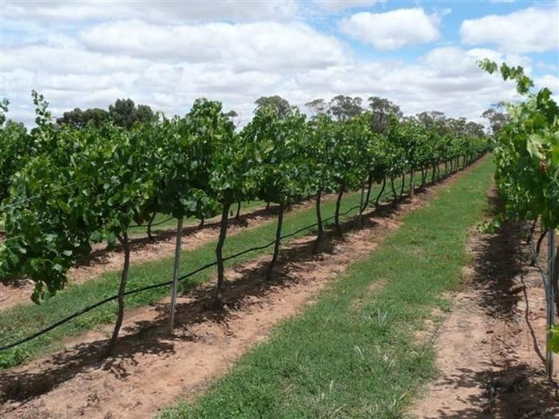 Lot 16 Tatalia Road, Moama NSW 2731