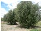 Lot 14 Tatalia Road, Moama NSW 2731