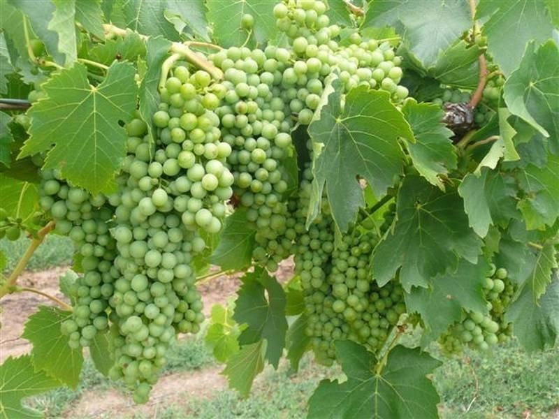 Lot 14 Tatalia Road, Moama NSW 2731