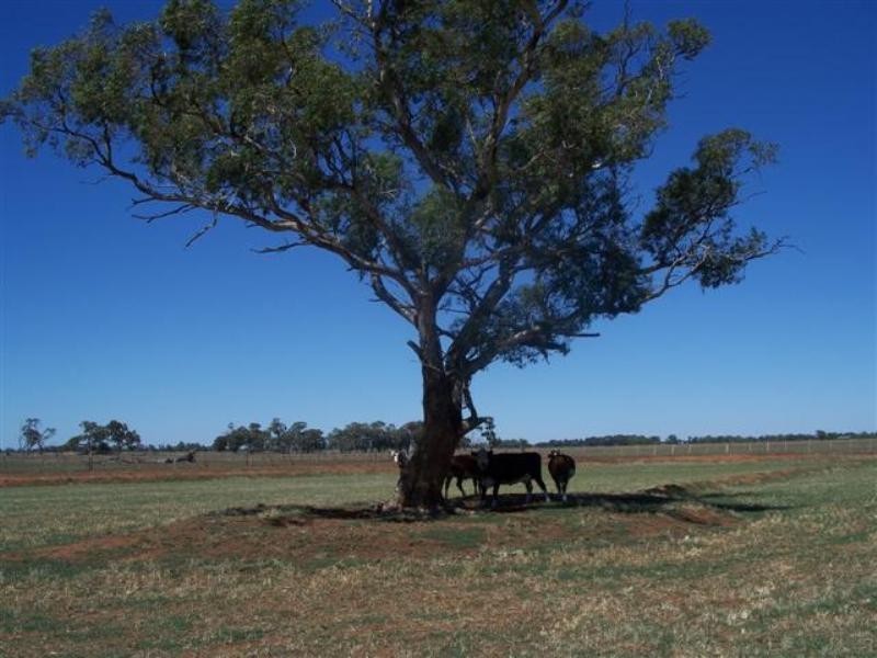 249 Pannoo Road, Lockington VIC 3563