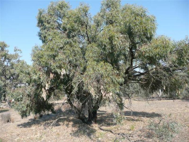 Lot 7 Fraser Road, Echuca VIC 3564