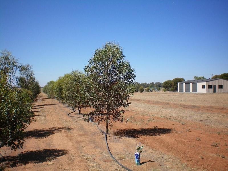 775 Mt Terrick Road, Echuca VIC 3564