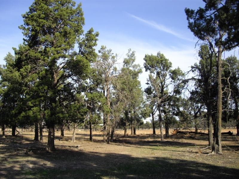 Lot 5 Thyra Road, Moama NSW 2731