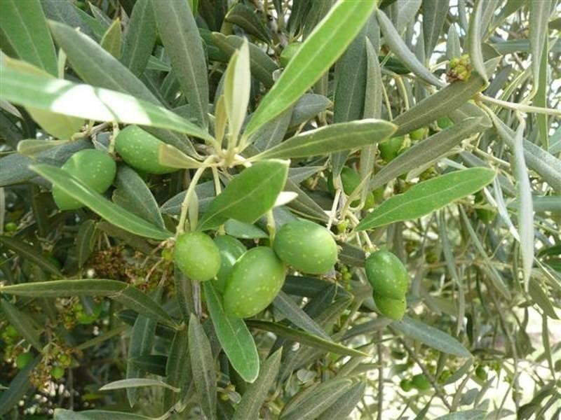 Lot 15 Manzanillo Avenue, Moama NSW 2731