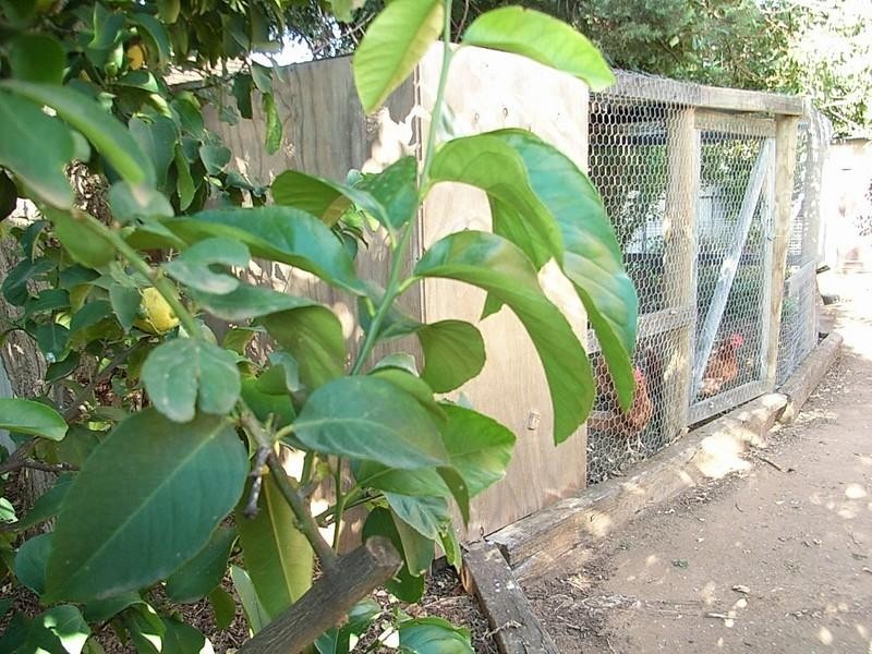 19 Martin Street, Moama NSW 2731