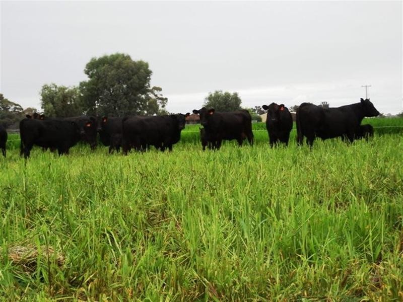 121 Latham Road, Echuca VIC 3564