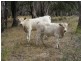 2070 Perricoota Road, Moama NSW 2731
