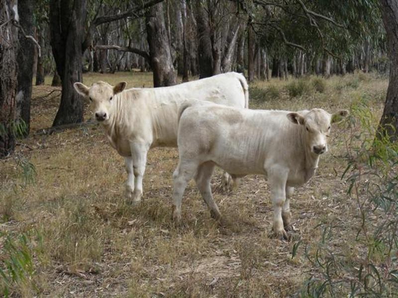 2070 Perricoota Road, Moama NSW 2731