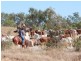 Mount Carbine QLD 4871