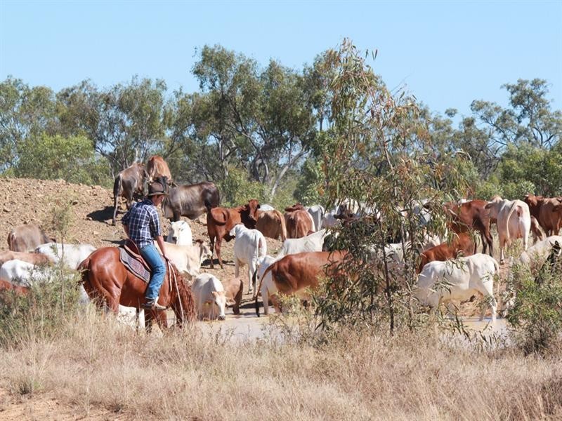 Mount Carbine QLD 4871